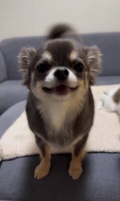 チワワの笑顔が『奇跡的に可愛い』と657万再生…まるでマンガのようなニコニコ顔に「天使の微笑み」「ずっと見てたい」海外からも絶賛