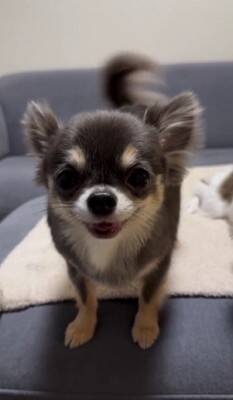 チワワの笑顔が『奇跡的に可愛い』と657万再生…まるでマンガのようなニコニコ顔に「天使の微笑み」「ずっと見てたい」海外からも絶賛