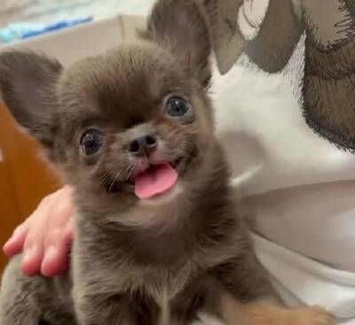 チワワの笑顔が『奇跡的に可愛い』と657万再生…まるでマンガのようなニコニコ顔に「天使の微笑み」「ずっと見てたい」海外からも絶賛