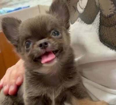 チワワの笑顔が『奇跡的に可愛い』と657万再生…まるでマンガのようなニコニコ顔に「天使の微笑み」「ずっと見てたい」海外からも絶賛