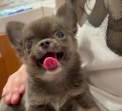 チワワの笑顔が『奇跡的に可愛い』と657万再生…まるでマンガのようなニコニコ顔に「天使の微笑み」「ずっと見てたい」海外からも絶賛