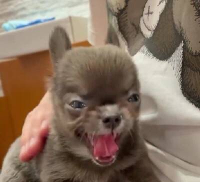 チワワの笑顔が『奇跡的に可愛い』と657万再生…まるでマンガのようなニコニコ顔に「天使の微笑み」「ずっと見てたい」海外からも絶賛