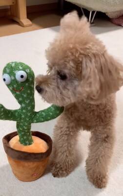 『声真似するおもちゃ』を犬の隣に置いたら…芸人顔負けの『コントのような二度見』が4800万再生「間が最高ｗ」「なんだコイツって顔で草」