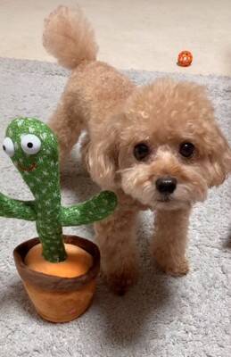 『声真似するおもちゃ』を犬の隣に置いたら…芸人顔負けの『コントのような二度見』が4800万再生「間が最高ｗ」「なんだコイツって顔で草」