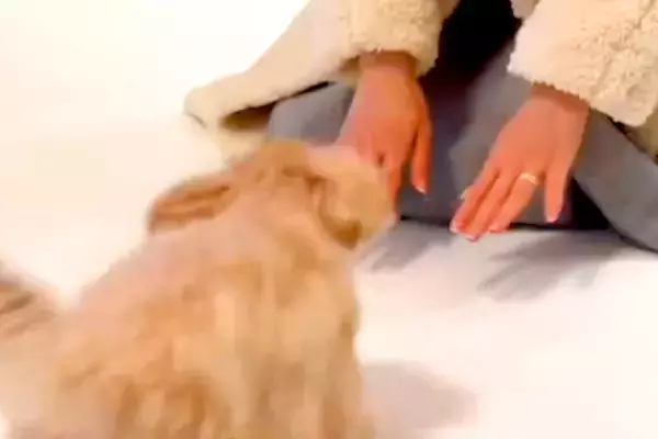 『いつ帰ってくるかわからない』突然入院、ICUに入ったママを待つ犬→思わず涙する『1ヶ月後の再会』が85万再生「泣けた」「沢山甘えて」