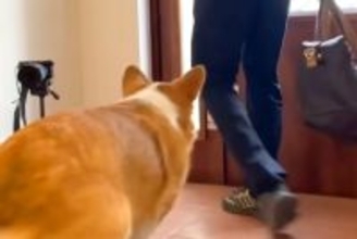 長男と母をお見送りする犬→『態度』を比較してみた結果…想像の遥か上を行く『衝撃の差』が36万再生「露骨すぎるw」「無になってて草」