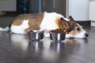 犬の『食が細くなる』原因3つ　愛犬にごはんを食べてもらうための対処法とは？