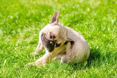 【獣医が解説】花粉症シーズンに「食べ物」でかゆみが悪化…犬に起こる『交差反応』とは？