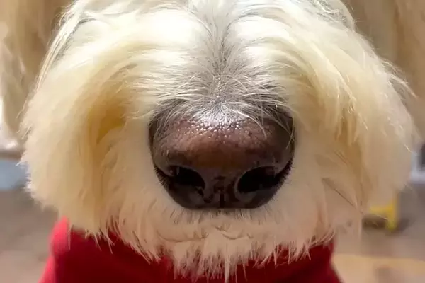 『ごはんまだ？』大型犬が圧をかけてきたので、正面から撮影してみたら…想像を上回る『表情』が132万再生「でかｗｗ」「思った以上で草」