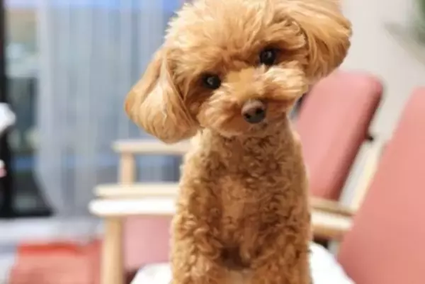 犬が不安になってしまう『褒め方』５選　逆効果となる対応や改善策まで解説