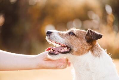 犬が不安になってしまう『褒め方』５選　逆効果となる対応や改善策まで解説
