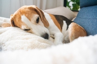 犬が『丸くなって眠る』理由５選　寝相から分かる心理や注意点まで解説