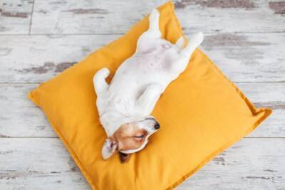 犬が『丸くなって眠る』理由５選　寝相から分かる心理や注意点まで解説