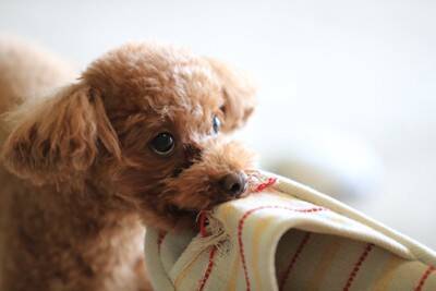 犬が『触ってほしい』ときにみせるサイン５選　愛犬を満足させるスキンシップの方法とは？