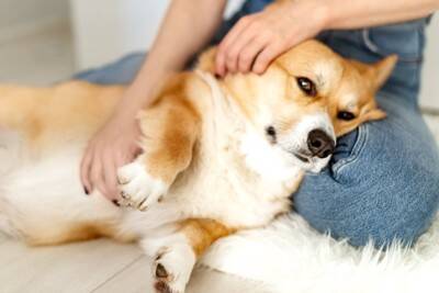 犬が『触ってほしい』ときにみせるサイン５選　愛犬を満足させるスキンシップの方法とは？