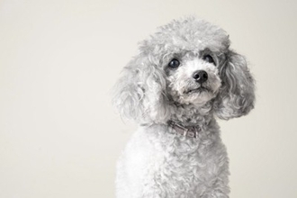 犬には『霊感』があるの？愛犬は見えない何かを感知している？異様な行動の意味まで解説