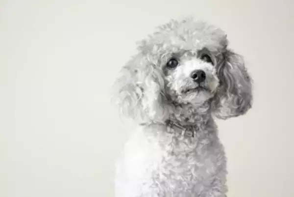 犬には『霊感』があるの？愛犬は見えない何かを感知している？異様な行動の意味まで解説