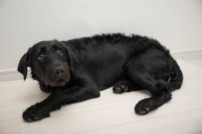 犬には『霊感』があるの？愛犬は見えない何かを感知している？異様な行動の意味まで解説