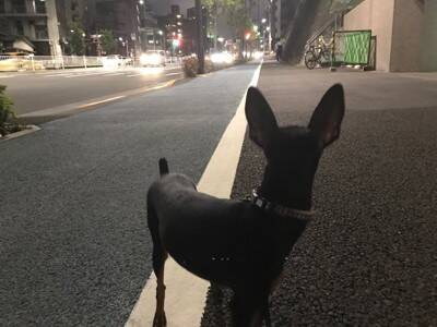 犬には『霊感』があるの？愛犬は見えない何かを感知している？異様な行動の意味まで解説