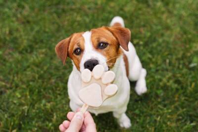 犬に『冷たいモノ』を与えすぎるとどうなる？危険な症状やリスクまで解説