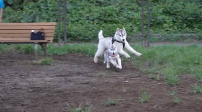 ドッグランで出会ったパピーにメロメロのハスキー兄弟！仲良くなろうと奮闘するハスキー兄弟に「めっちゃ可愛い」「癒される」との声