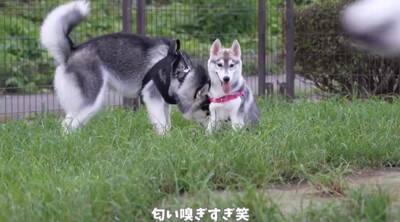 ドッグランで出会ったパピーにメロメロのハスキー兄弟！仲良くなろうと奮闘するハスキー兄弟に「めっちゃ可愛い」「癒される」との声