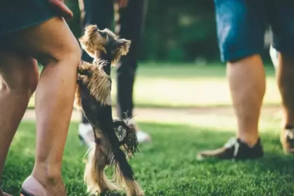 犬が人に飛びかかる『2つのリスク』飛びつき癖を直す方法や主な原因まで