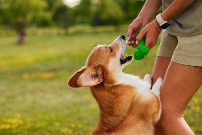 犬が人に飛びかかる『2つのリスク』飛びつき癖を直す方法や主な原因まで