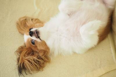 犬が『ゴロスリ』する5つの心理　愛情表現？床の上で寝転がる理由とは