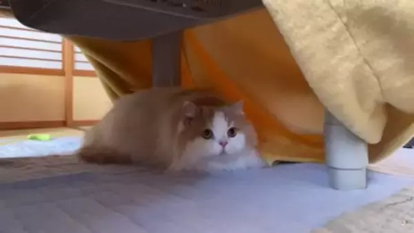 犬と猫が初めて『赤ちゃんの大泣き』を見た結果…2匹による『まさかの反応』が面白いと7万再生「なんだこの生き物は！って顔してるｗ」と爆笑