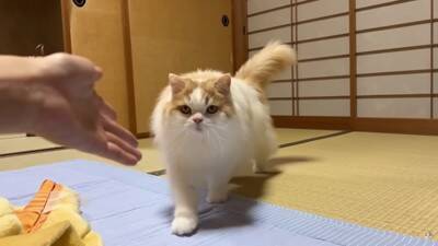 犬と猫が初めて『赤ちゃんの大泣き』を見た結果…2匹による『まさかの反応』が面白いと7万再生「なんだこの生き物は！って顔してるｗ」と爆笑