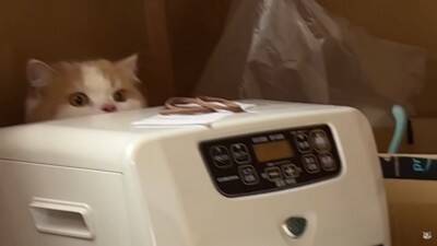 犬と猫が初めて『赤ちゃんの大泣き』を見た結果…2匹による『まさかの反応』が面白いと7万再生「なんだこの生き物は！って顔してるｗ」と爆笑