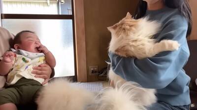 犬と猫が初めて『赤ちゃんの大泣き』を見た結果…2匹による『まさかの反応』が面白いと7万再生「なんだこの生き物は！って顔してるｗ」と爆笑