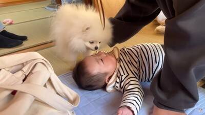 犬と猫が初めて『赤ちゃんの大泣き』を見た結果…2匹による『まさかの反応』が面白いと7万再生「なんだこの生き物は！って顔してるｗ」と爆笑