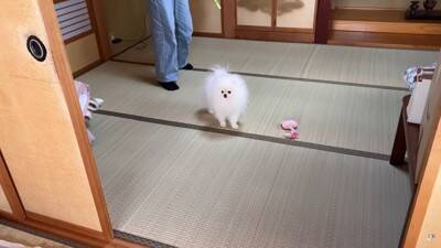 犬と猫が初めて『赤ちゃんの大泣き』を見た結果…2匹による『まさかの反応』が面白いと7万再生「なんだこの生き物は！って顔してるｗ」と爆笑