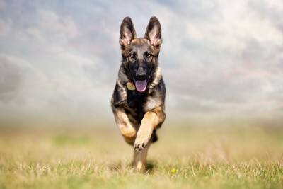 犬を『賢く育てる』方法5選　能力を向上させる秘訣や頭のいいワンコにみられる特徴まで