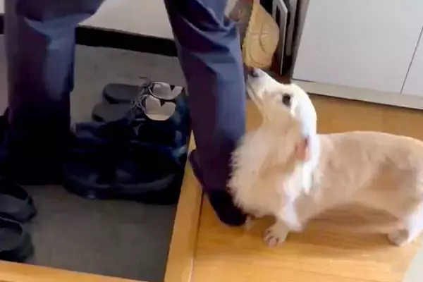 『帰っちゃうの…？』帰省していた兄とお別れの日→思わず泣ける『お見送りの光景』が115万表示「訴えてるみたいで泣いた」「切ない」と反響