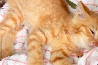 偶然、公園で捨てられた『動けない子猫』を発見→保護後、家に連れて帰ると『先住犬』が…思わず泣ける光景が682万再生「涙出た」「優しい」