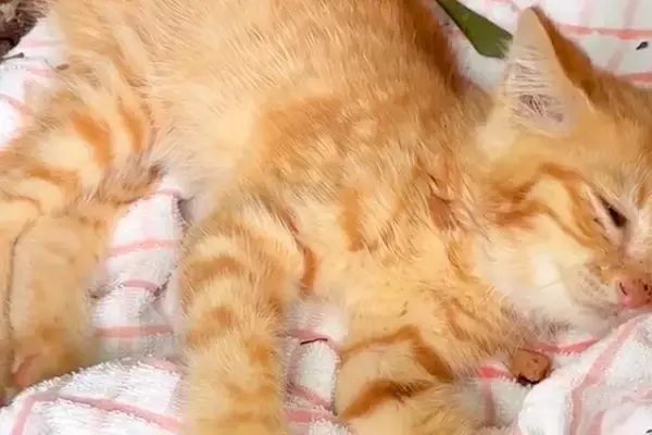 偶然、公園で捨てられた『動けない子猫』を発見→保護後、家に連れて帰ると『先住犬』が…思わず泣ける光景が682万再生「涙出た」「優しい」