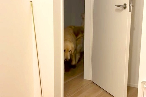 赤ちゃんが家に来た日、いつもは別々に寝る大型犬が『寝室』まで見に来て…尊すぎる『朝までの光景』が117万再生「頼もしい」「警備隊長」