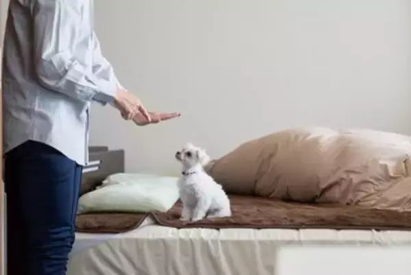 犬への『上手な叱り方』5選　長時間の説教は危険？やってはいけない絶対NG行為まで