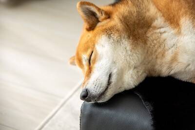 犬が『寝る場所』をコロコロ変える理由3つ　頻繁に移動する心理や不調を判断する方法まで