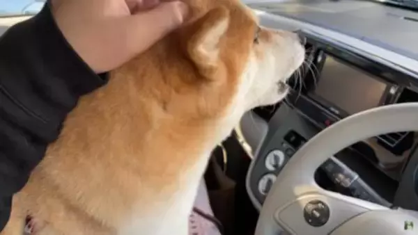 犬がペットホテルで一泊した結果…『寂しかった』と泣き叫ぶ姿が切なすぎると142万再生「鳴き声に心が締め付けられる」「もらい泣きした」