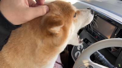 犬がペットホテルで一泊した結果…『寂しかった』と泣き叫ぶ姿が切なすぎると142万再生「鳴き声に心が締め付けられる」「もらい泣きした」