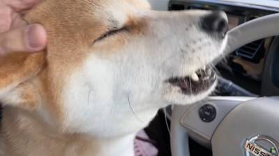 犬がペットホテルで一泊した結果…『寂しかった』と泣き叫ぶ姿が切なすぎると142万再生「鳴き声に心が締め付けられる」「もらい泣きした」