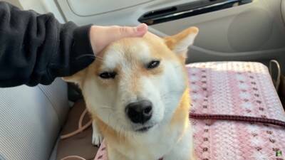 犬がペットホテルで一泊した結果…『寂しかった』と泣き叫ぶ姿が切なすぎると142万再生「鳴き声に心が締め付けられる」「もらい泣きした」