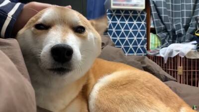 犬がペットホテルで一泊した結果…『寂しかった』と泣き叫ぶ姿が切なすぎると142万再生「鳴き声に心が締め付けられる」「もらい泣きした」