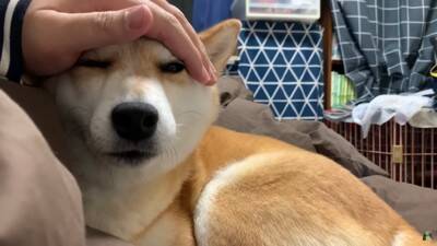 犬がペットホテルで一泊した結果…『寂しかった』と泣き叫ぶ姿が切なすぎると142万再生「鳴き声に心が締め付けられる」「もらい泣きした」