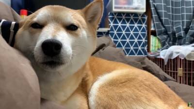 犬がペットホテルで一泊した結果…『寂しかった』と泣き叫ぶ姿が切なすぎると142万再生「鳴き声に心が締め付けられる」「もらい泣きした」