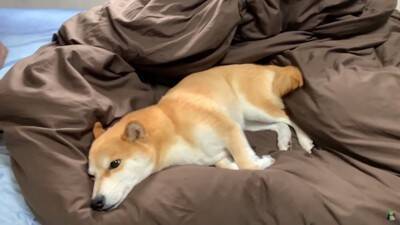 犬がペットホテルで一泊した結果…『寂しかった』と泣き叫ぶ姿が切なすぎると142万再生「鳴き声に心が締め付けられる」「もらい泣きした」